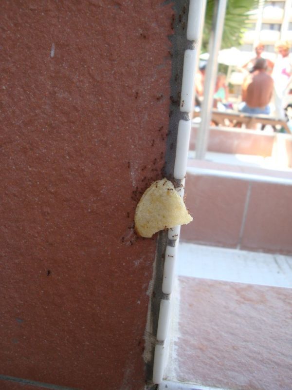 Ants and chips (21 pics)