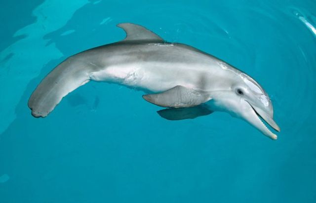 Artificial tail for a dolphin that lost its real one in a crab trap  (3 pics)
