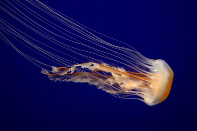 Another jellyfish compilation (38 pics)