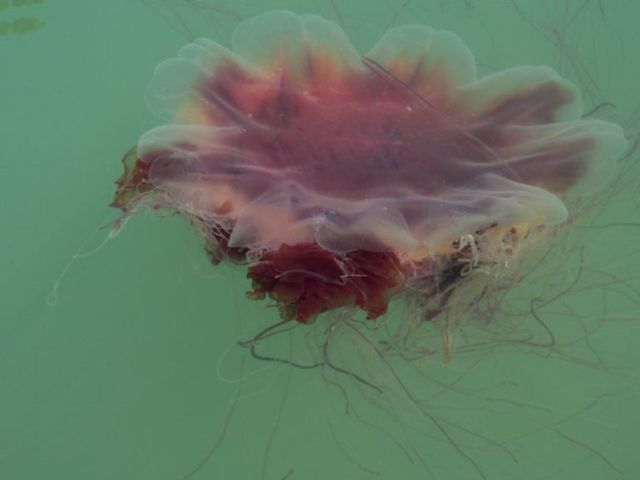 Another jellyfish compilation (38 pics)
