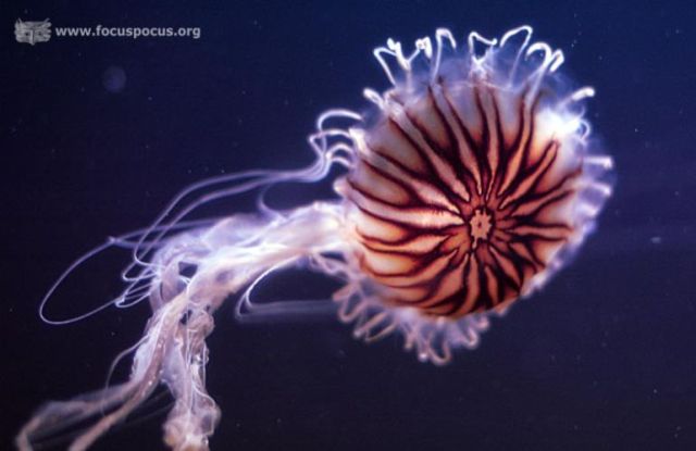 Another jellyfish compilation (38 pics) - Izismile.com