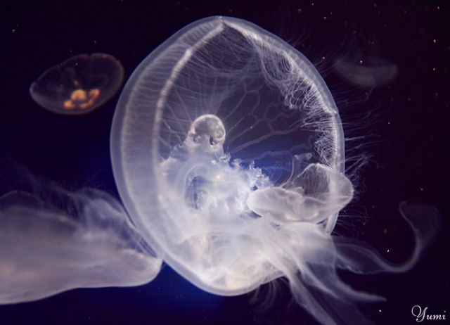 Another jellyfish compilation (38 pics) - Izismile.com