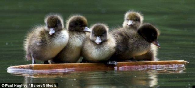 Raising ducklings (4 pics)