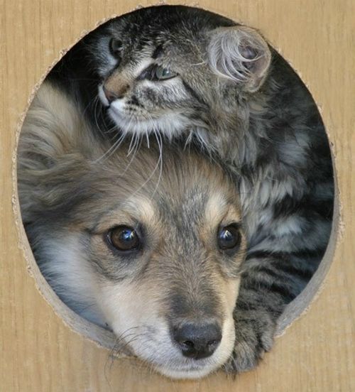 About the relationship of cats and dogs (55 pics)