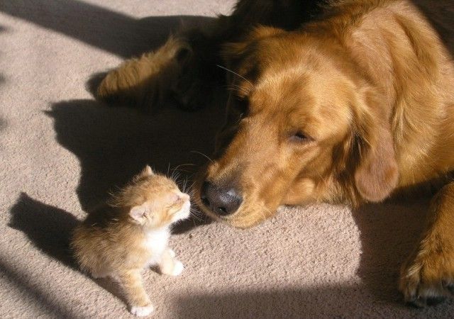 About the relationship of cats and dogs (55 pics)