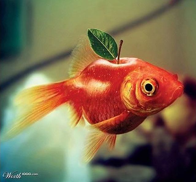 What would happen if you cross an animal with a plant? (60 pics)