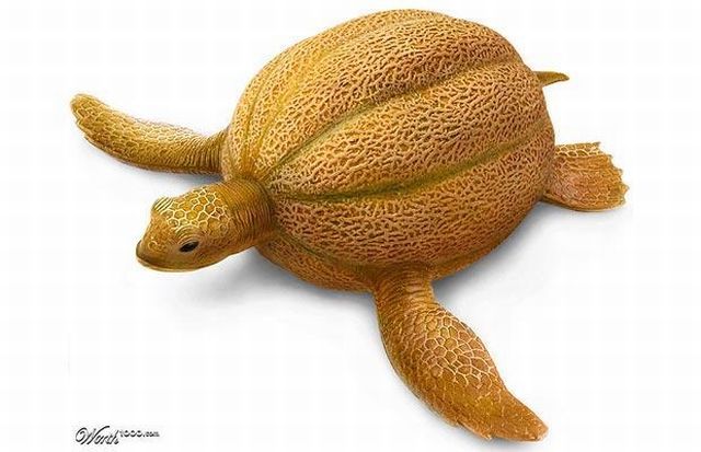 What would happen if you cross an animal with a plant? (60 pics)