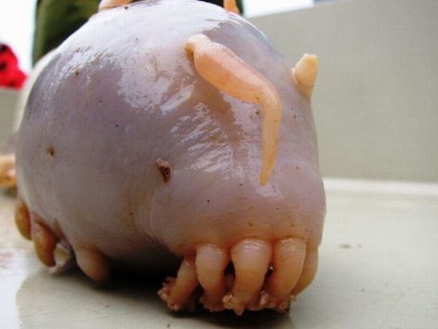 Sea pigs are freaky creatures (8 pics)