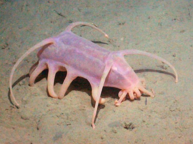 Sea pigs are freaky creatures (8 pics)