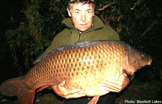 Benson the carp (13 pics)