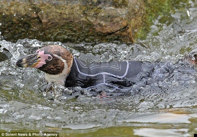 Wetsuit for a bald penguin (7 pics)