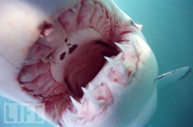 Sharks’ jaws (25 pics)