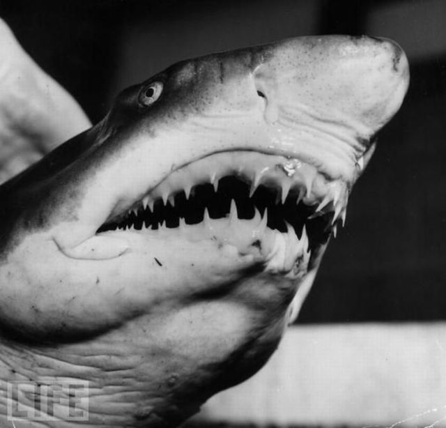 Sharks’ jaws (25 pics)