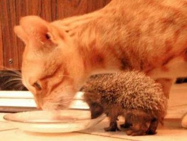 These funny animals (43 pics)