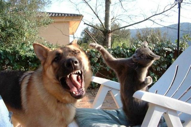 These funny animals (43 pics)