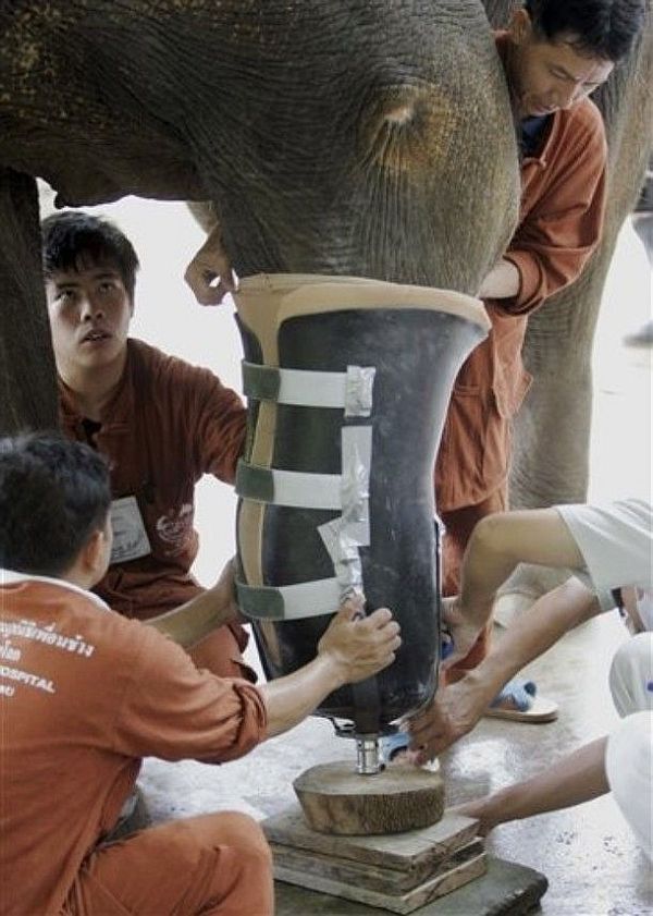 A gift for an elephant (13 pics)