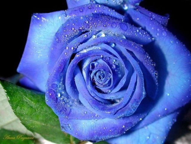 Blue roses. Very beautiful pictures (24 pics)