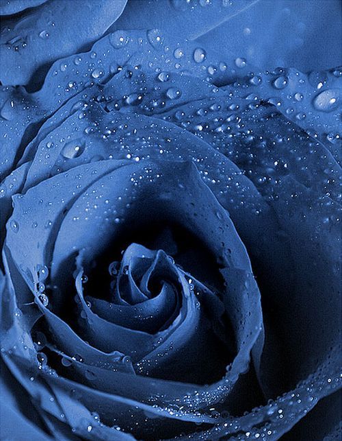 Blue roses. Very beautiful pictures (24 pics)
