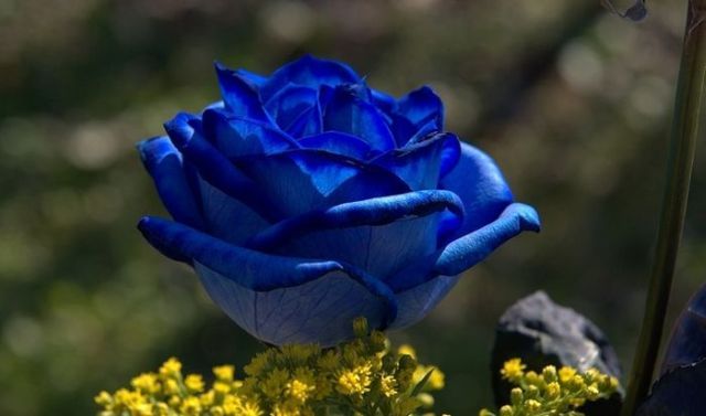 Blue roses. Very beautiful pictures (24 pics)