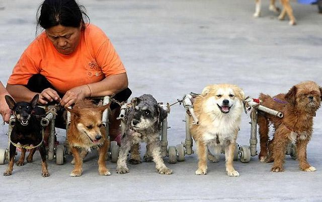 How people help disabled animals (14 pics)