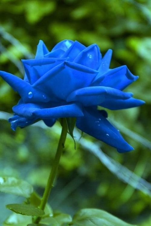 Blue roses. Very beautiful pictures (24 pics) - Izismile.com