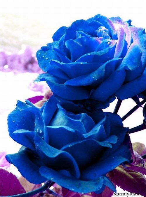 Blue roses. Very beautiful pictures (24 pics) - Izismile.com