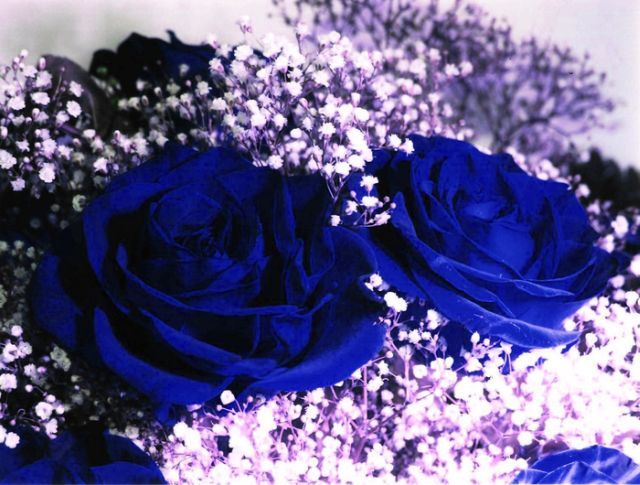 Blue roses. Very beautiful pictures (24 pics) - Izismile.com