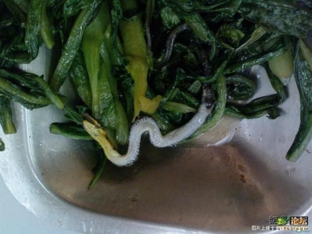 Another surprise in a dish of one Chinese canteen (4 pics)