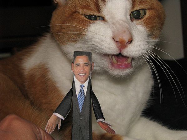 Cat that hates Obama ;) (4 pics)