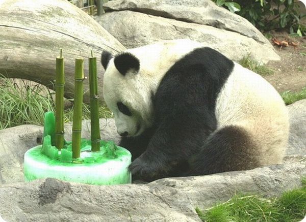 Animal birthdays in zoos )) (7 pics)
