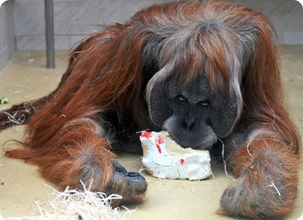 Animal birthdays in zoos )) (7 pics)