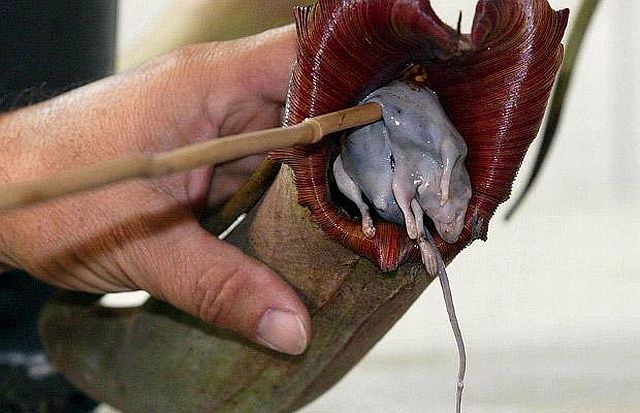 New plant discovered in the Philippines is a giant rat-eating plant! (44 pics)