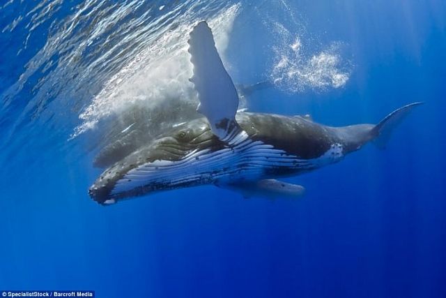 Swimming with a whale (4 pics)