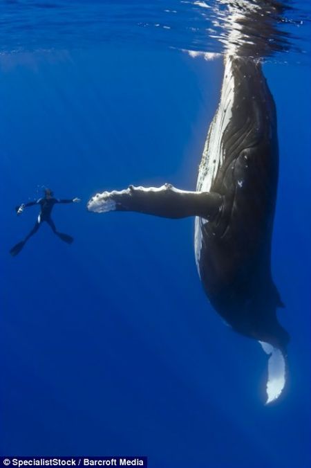 Swimming with a whale (4 pics)