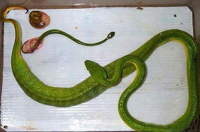The birth of baby snakes (4 pics)