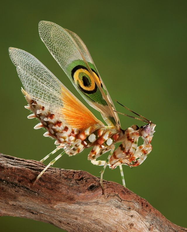 Mantis (15 pics)