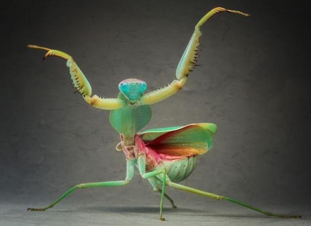 Mantis (15 pics)