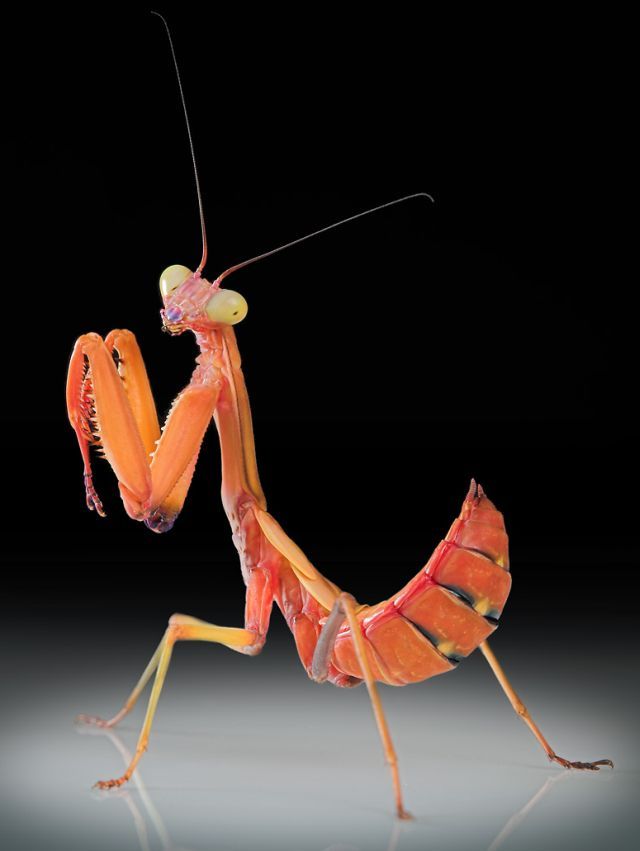 Mantis (15 pics) - Izismile.com