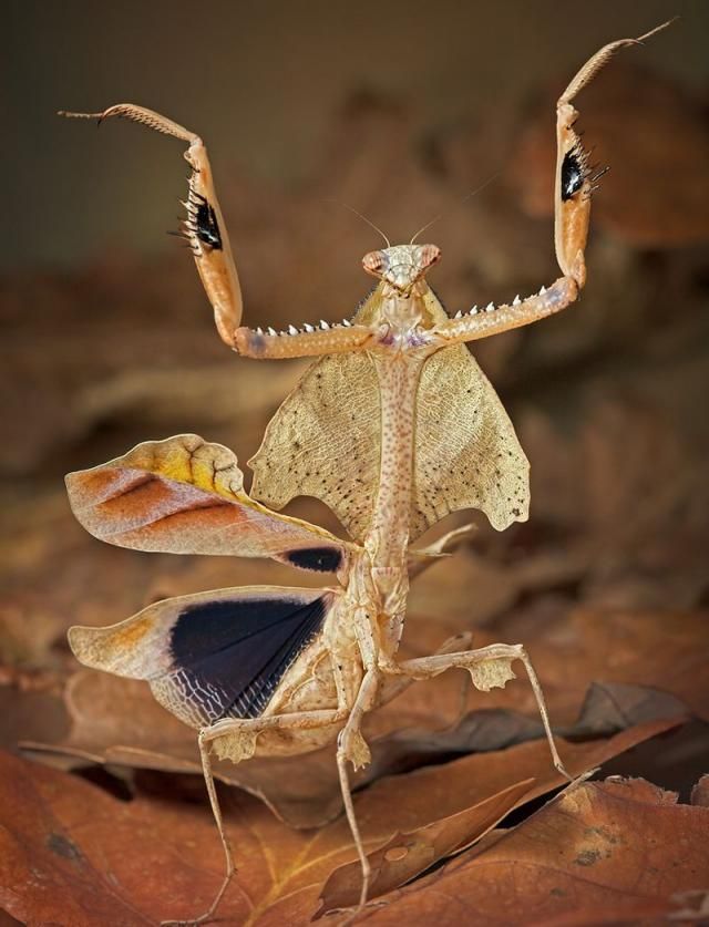 Mantis (15 pics) - Izismile.com
