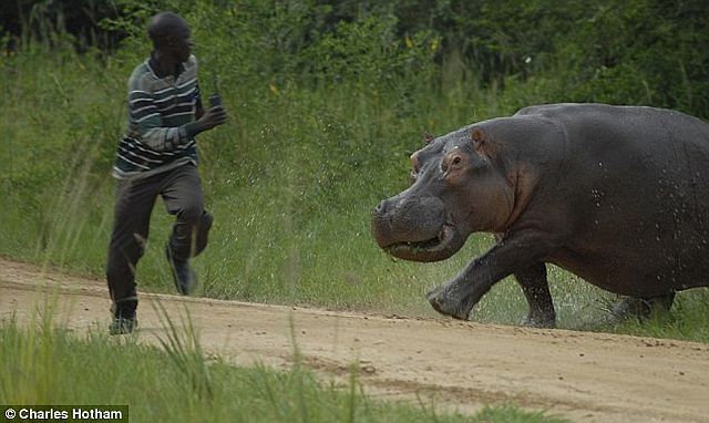 Why you shouldn’t bother hippos when they eat (4 pics)