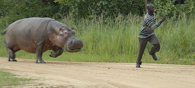 Why you shouldn’t bother hippos when they eat (4 pics)