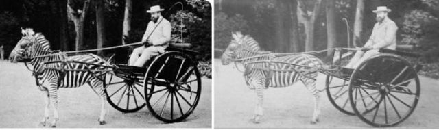 What kind of animals people ride (20 pics) - Izismile.com