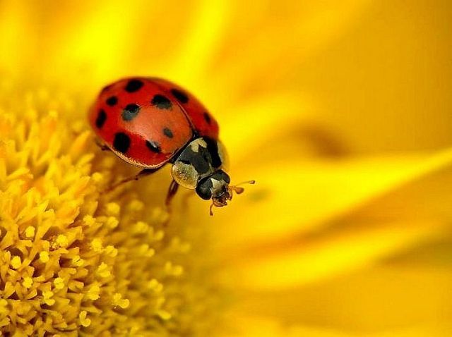 Macro photography. The best of the best (85 pics)