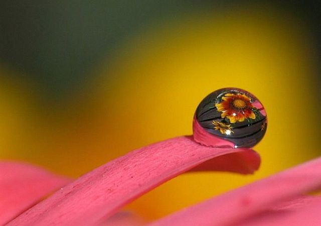 Macro photography. The best of the best (85 pics)