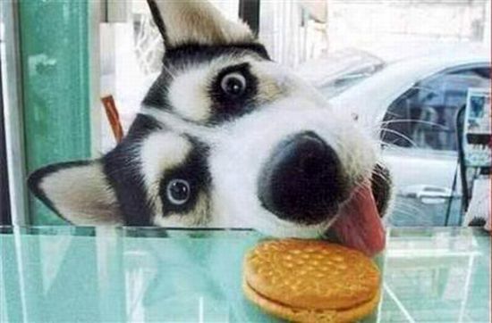 These funny animals (40 pics)