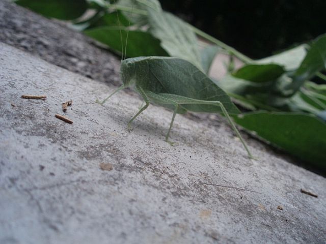 Natural camouflage (3 pics)