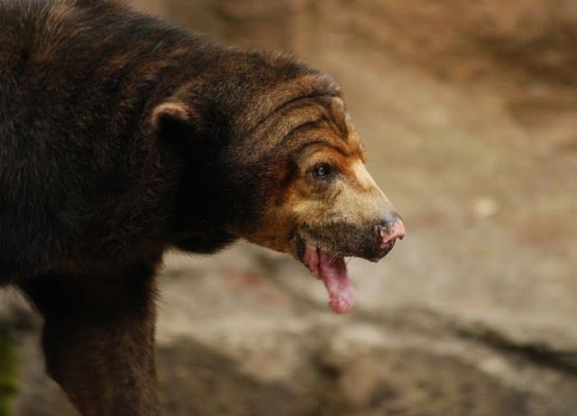 Bear with a long tongue (5 pics)