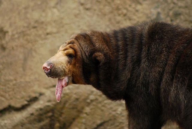 Bear with a long tongue (5 pics)