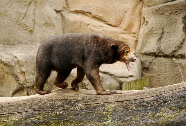 Bear with a long tongue (5 pics) - Izismile.com