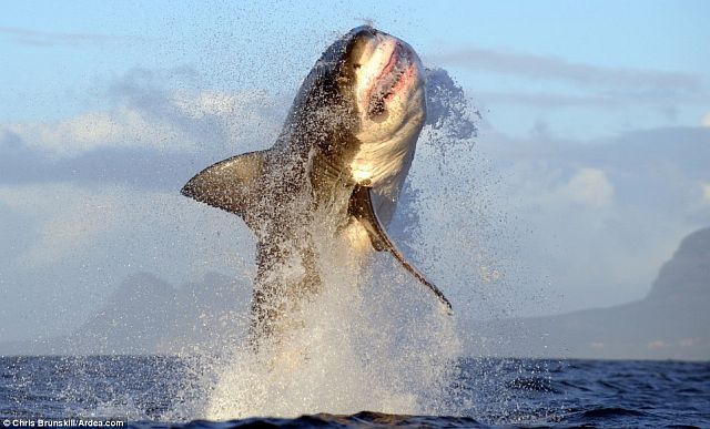 Incredible jump of a white shark (3 pics)